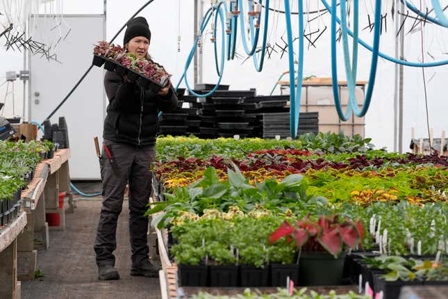 Katy Rogers, the farm manager at Teter Organic Farm and Retreat Center, holds a flat of plants inside greenhouse at the facility, Thursday, March 21, 2024, in Noblesville, Ind. Rogers said in many cases it’s a misconception that organic farmers are harboring massive pest infestations. (AP Photo/Darron Cummings)