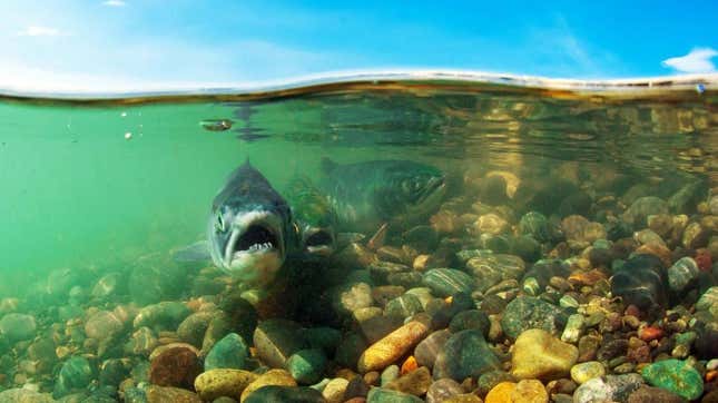 A photograph of what we assume is a salmon’s o-face.