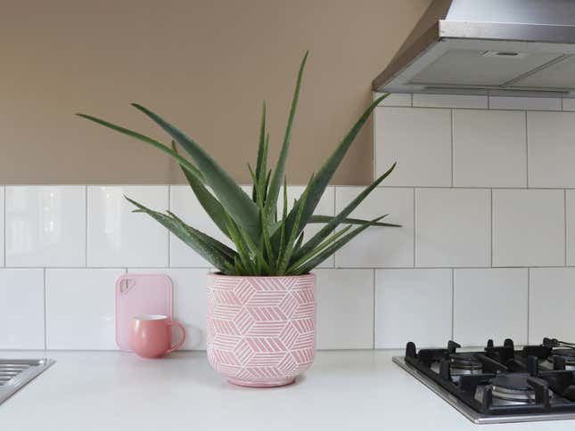 Image for article titled The Best Low-Maintenance Houseplants to Spruce up Your Space