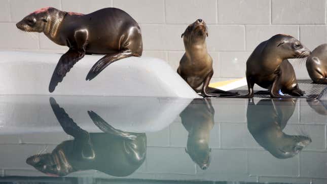 epa04736365 (15/20) Some of the hundreds of malnourished and dehydrated sea lion pups that have been stranded along the northern California coast who are receiving much needed care at the Marine Mammal Center in Sausolito, California, USA, 07 April 2015. Wildlife services in California are being pushed to their limits this year. Since January 2015, every month has set a record in sea lion strandings, mostly sea lion pups, according to the National Oceanic and Atmospheric Administration. EPA/PETER DASILVA PLEASE REFER TO ADVISORY NOTICE (epa04736350) FOR FULL FEATURE TEXT