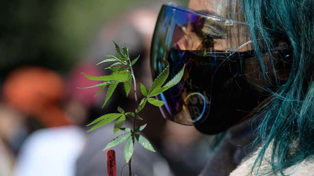 Image for article titled Alabama Wants to Force Women to Show a Negative Pregnancy Test to Access Medical Marijuana