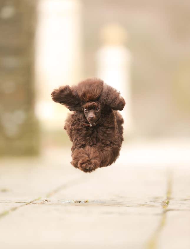 A poodle getting airtime.