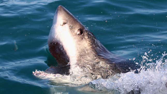 A photo of a great white shark in the sea. 