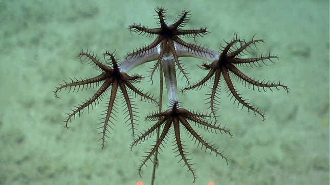 The octocoral umbellulidae.