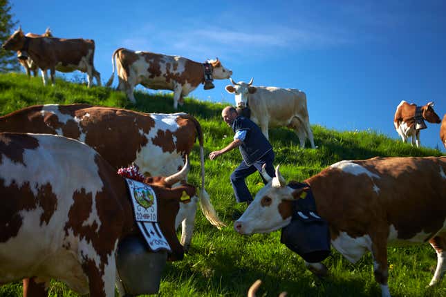 A cheese maker gathers his cows in Gruyeres, Switzerland.