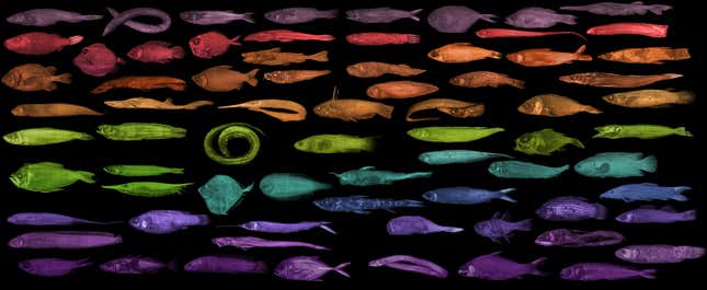 A small selection of the many fishes scanned by the project.