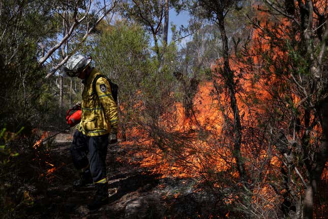 A firefighter next to a forest blaze.