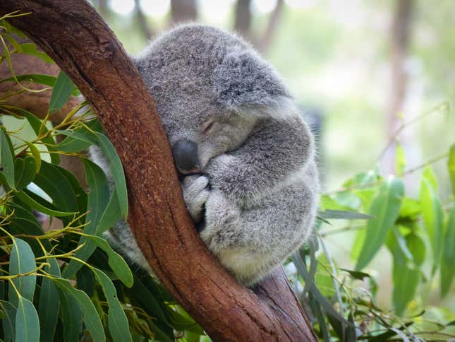 A baby koala sleeping.