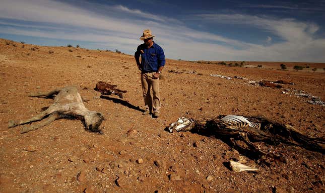 Stockman Gordon Litchfield from Wilpoorinna sheep and cattle station surveys dead horses and cattle in a dry dam on his property on June 7, 2005 in Leigh Creek, Australia.