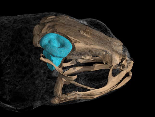 A close-up view of the vestibular system in a Brachycephalus frog, which is the smallest ever seen in vertebrates so far.