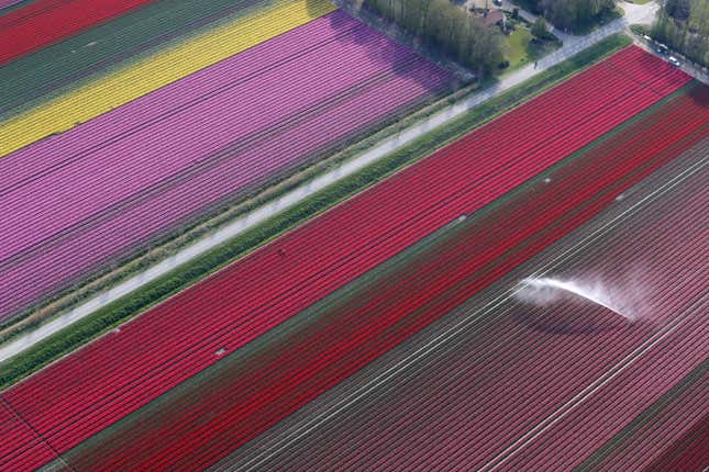 Image for article titled The soothing, hypnotic colors of tulip season, seen from above