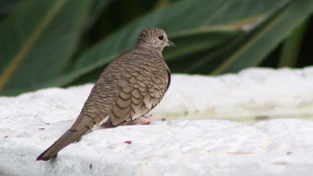 Image for article titled You'll Have to Learn New Names for These American Birds