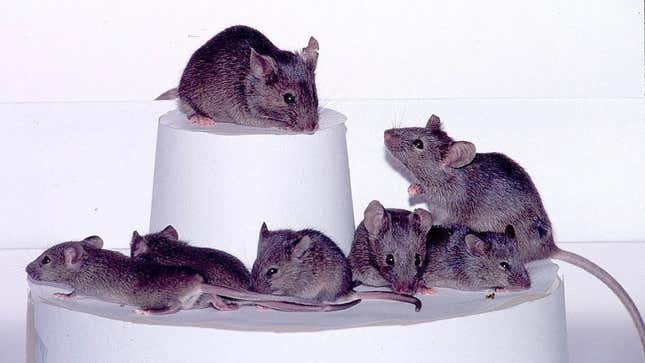 Lab mice can show signs of self-recognition when raised alongside similar-looking mice.