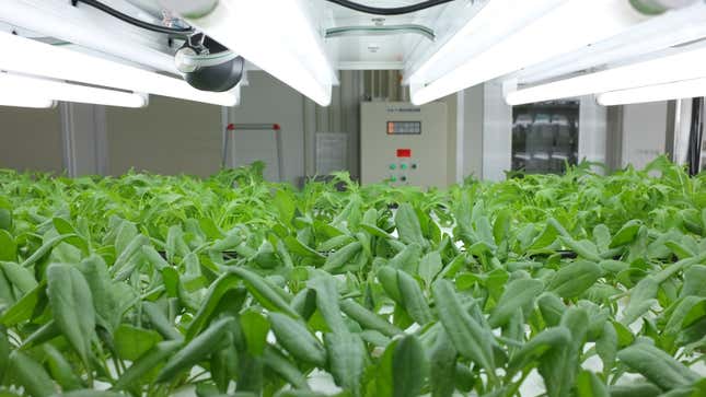 Toshiba’s high-tech grow rooms are churning out lettuce that never ...