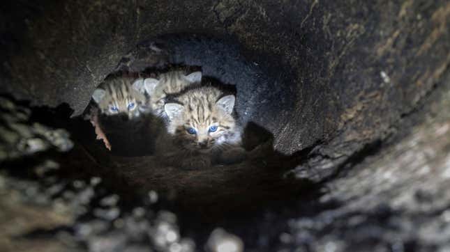 Bobcat kittens found inside a large oak tree in the Santa Monica Mountain range.