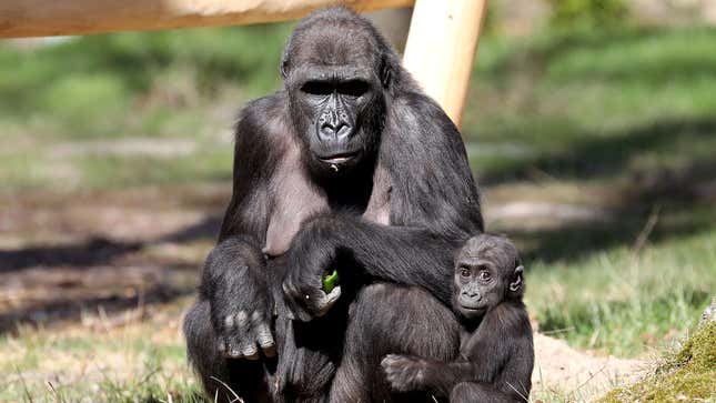 Gorilla Mother Constantly Reminding Children To Slouch