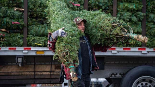 Workers unload a truck with 1,400 Christmas trees at North Pole Xmas Trees in Nashua, New Hampshire on November 17, 2022.