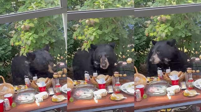 Bear swings by child s birthday party to eat cupcakes