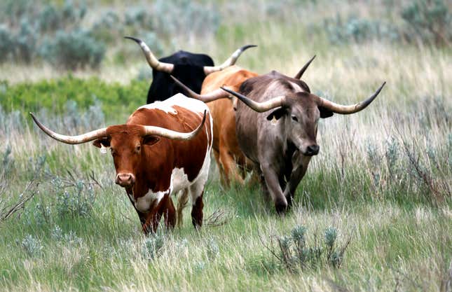 FILE - In this June 11, 2014 file photo, longhorn cattle wander through the Theodore Roosevelt National Park, located in the Badlands of North Dakota. A new case of cattle anthrax has been confirmed in southwest North Dakota&#39;s Grant County, bringing the number of cases in the state to 25 this year, according to state agriculture officials, Thursday, Nov. 30, 2023. (AP Photo/Charles Rex Arbogast, File)