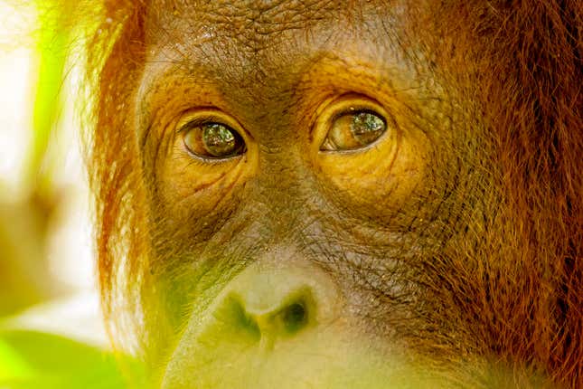 Imagen para el artículo titulado Capturan por primera vez a un orangután de Borneo devorando a un loris perezoso