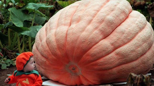 Baby dressed as jack-o'-lantern next to giant pumpkin in pumpkin patch