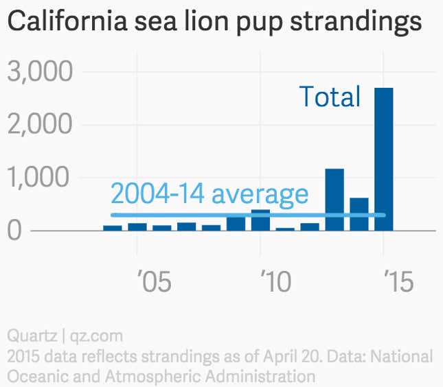 Image for article titled An unusually warm patch of ocean is starving thousands of baby sea lions