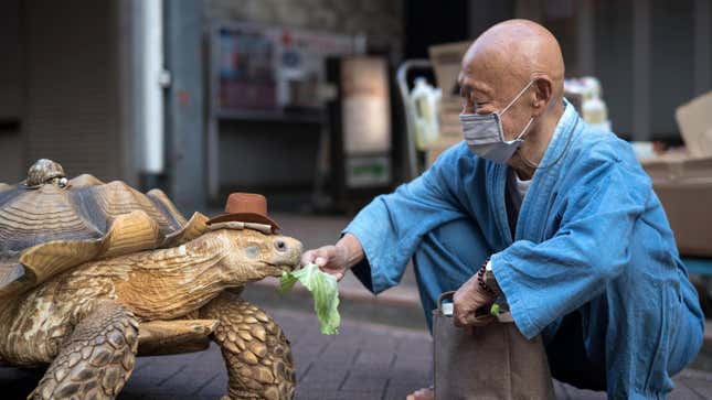 Image for article titled Go on a Walk With the Real-Life Master Roshi and His Giant Tortoise Friend, No Dragon Balls in Sight