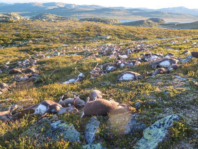Image for article titled Photos: Lightning struck more than 300 wild reindeer in Norway