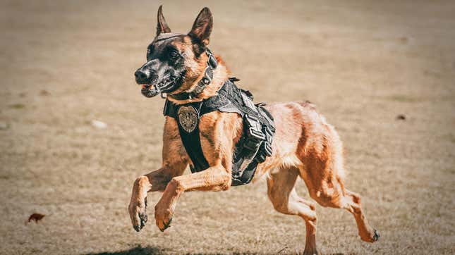 K-9 Chase