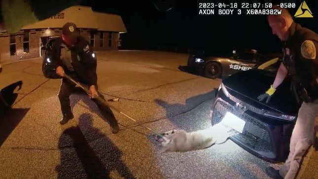 Image for article titled Somehow, A Bobcat Got Stuck in the Grille of a Toyota Corolla