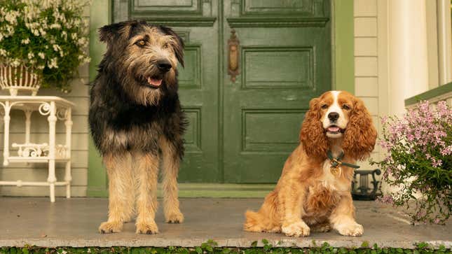 Two dogs on the porch