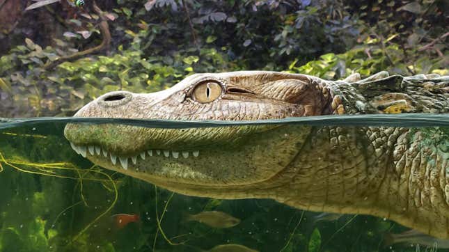 An artist's depiction of the extinct alligator A. munensis.