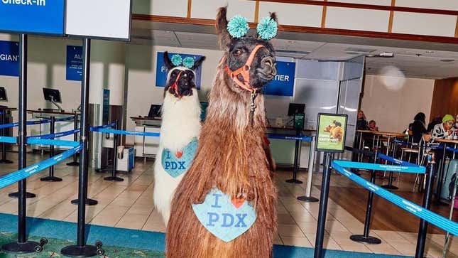 Kamele suchen auf der Suche nach geplagten Reisenden auf dem Pfad am Portland International Airport