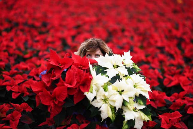 A woman peaks just her eyes and the top of her head through many Poinsettia plants. 