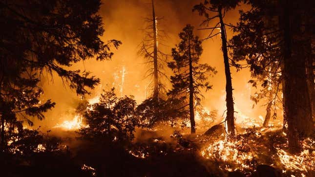 Trees burn during the Mosquito Fire on September 14, 2022, in Foresthill, California.