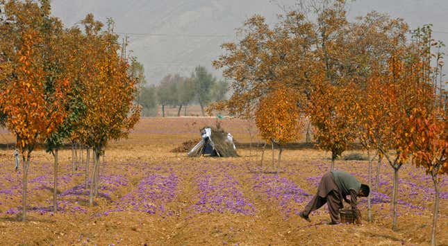A villager collects saffron flowers from his field in Khrew, 25 kilometres south of Srinagar.