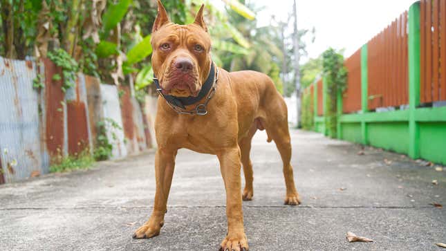 Image for article titled Dogs React To Commander Biden Biting Another Secret Service Officer