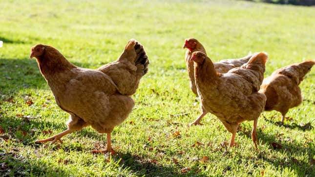Chickens running in pasture