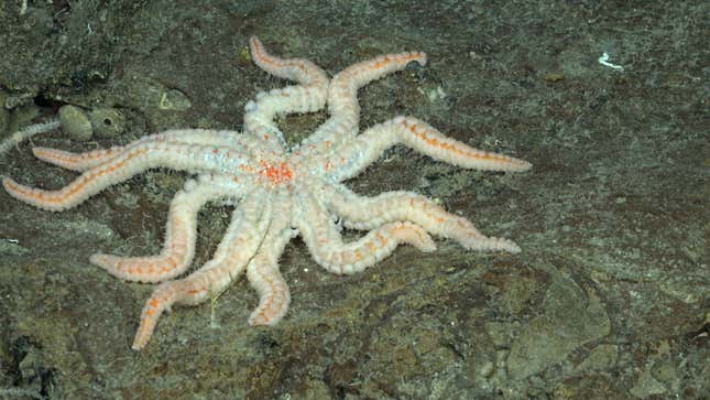A Coronaster starfish found during dive 664.