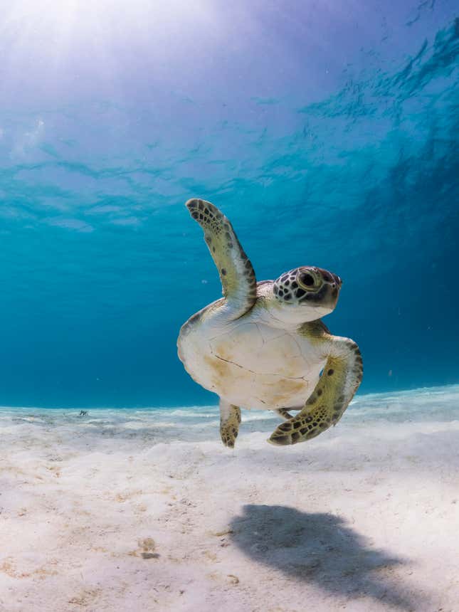 A oversea  turtle raises a fin.