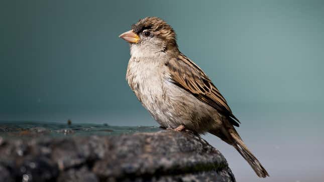 A house sparrow (Passer domesticus) 