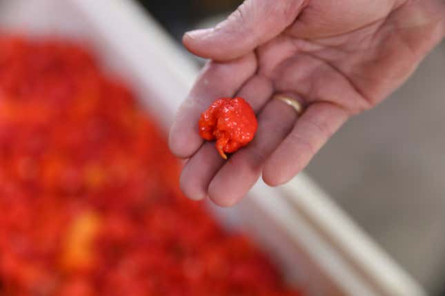 A Carolina Reaper variety of pepper is seen on Tuesday, Oct. 11, 2023, in Fort Mill, S.C. The Carolina Reaper was the Guinness Book of World Record hottest pepper before being overtaken by Pepper X. (AP Photo/Jeffrey Collins)