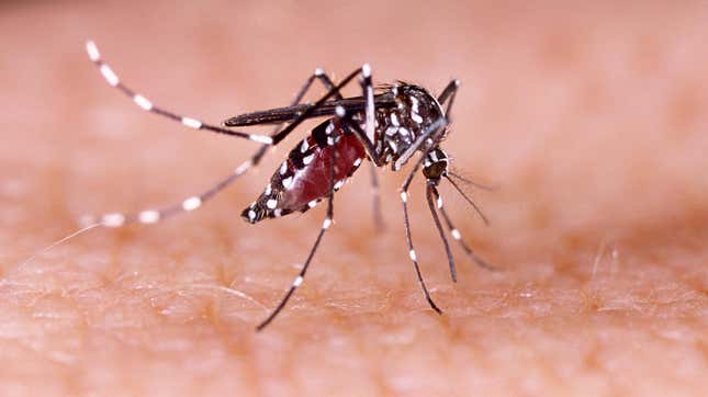 An Aedes aegypti mosquito, which is known to spread dengue and other dangerous diseases.