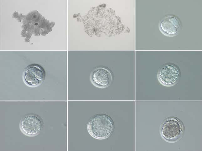 Embryo development from and Fatu and Suni