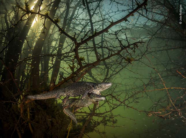 Image for article titled Here Are the 2021 Wildlife Photographer of the Year Winners