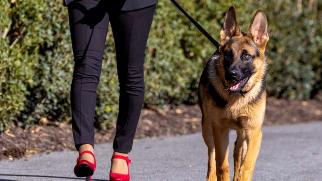 Image for article titled Dogs React To Commander Biden Biting Another Secret Service Officer