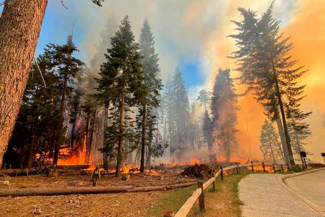 A firefighter walks near the Mariposa Grove as the Washburn Fire burns in Yosemite National Park on Thursday, July 7.