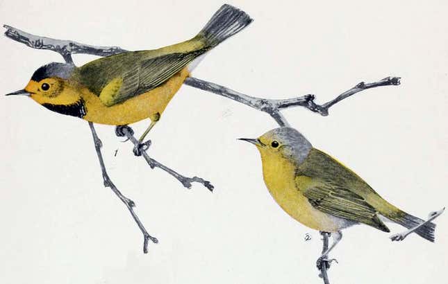 Image for article titled You'll Have to Learn New Names for These American Birds