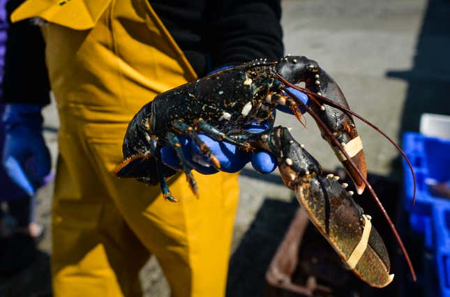 Pat Conneely, co-owner of a family holds live lobster at Saturday’s Fish Market at Bunowen Harbor in Aillebrack.