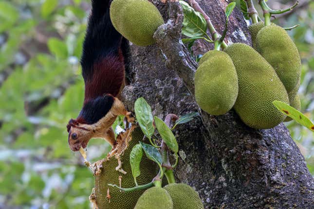 Image for article titled New Award-Winning Nature Photos Showcase Beauty and Chaos